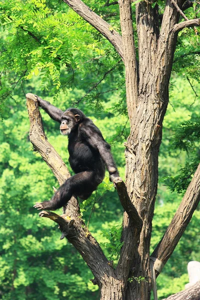 Chimpanzé na árvore — Fotografia de Stock