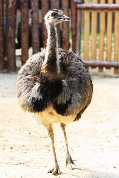 Ostrich — Stock Photo, Image