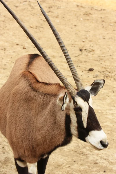 Antilope — Stockfoto