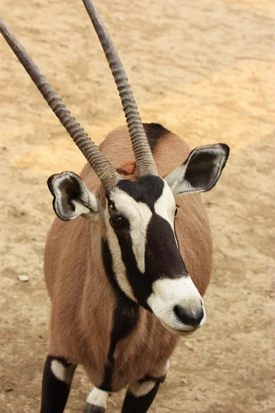 Antilope — Stockfoto