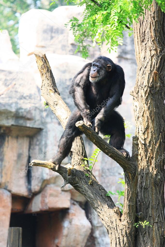 Chimp on tree