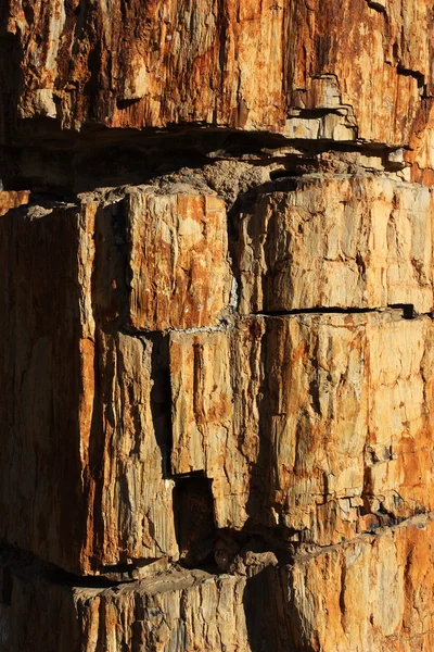 Η υφή της επιφάνειας του απολιθωμένο ξύλο — Φωτογραφία Αρχείου