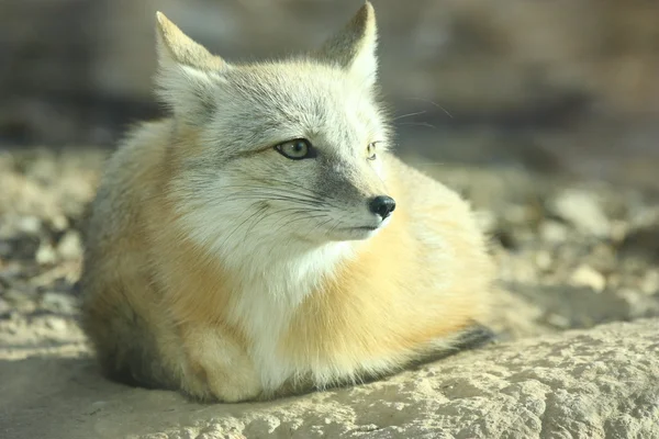 Белая лиса — стоковое фото