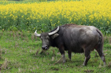 Búfalo en la flor de violación