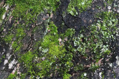 moss yeşil ve gri arka plan