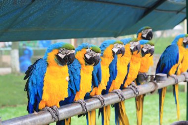 papağan Amerika papağanı