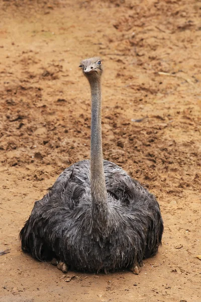 Strauß — Stockfoto