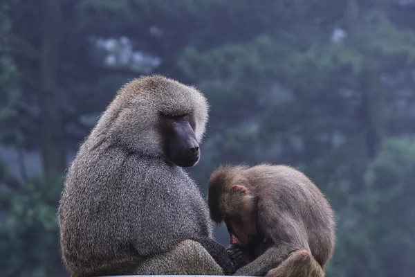 Gorila madre y bebé — Foto de Stock