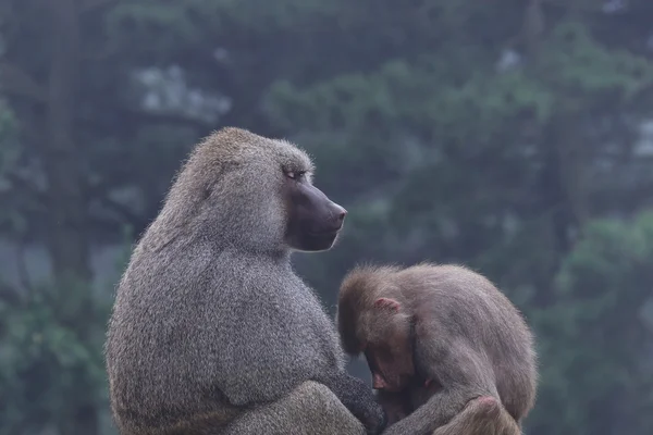 Gorila mãe e bebê — Fotografia de Stock