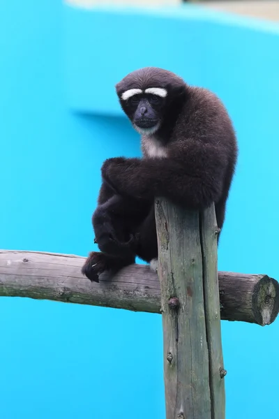 Macaco preto com sobrancelhas brancas — Fotografia de Stock