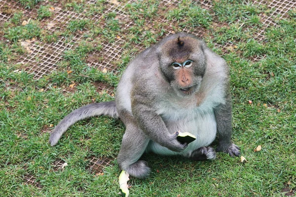 Macaco. — Fotografia de Stock