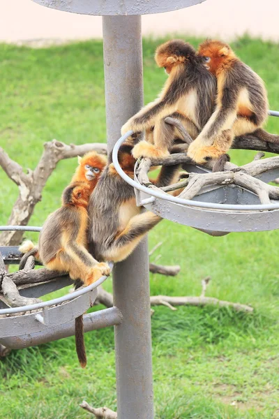 Little monkeys — Stock Photo, Image