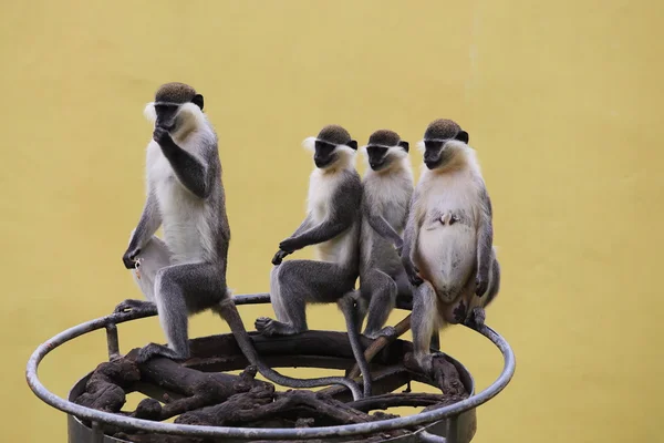 Pequenos macacos — Fotografia de Stock
