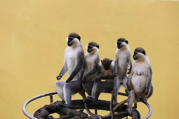 Pequenos macacos — Fotografia de Stock
