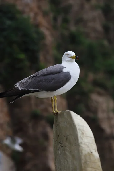 Seagull stand — Stock Photo, Image