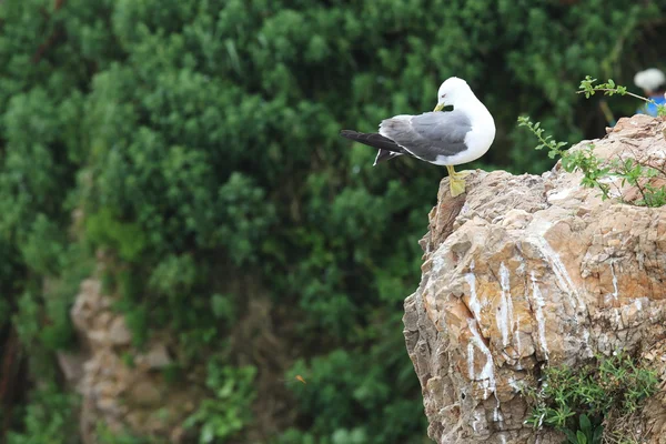 Seagull stand — Stock Photo, Image