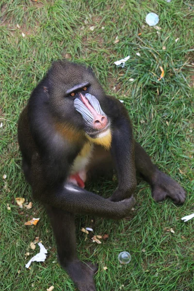 Africa mandrill — Stock Photo, Image