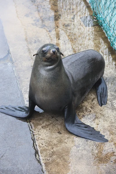 Seal show Stock Image