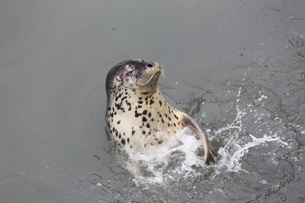 Seal show Stock Photo