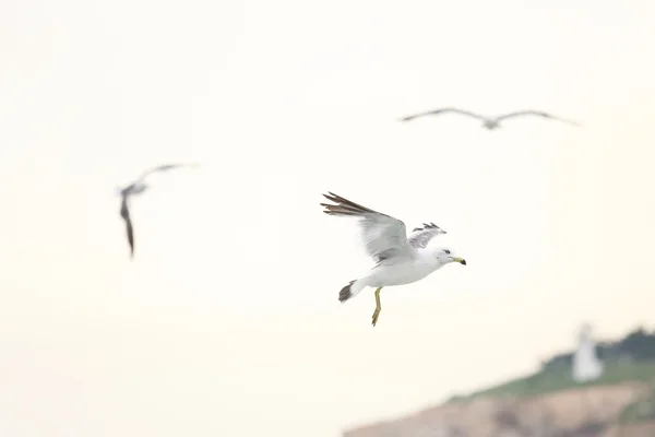 Seagull fly — Stock Photo, Image
