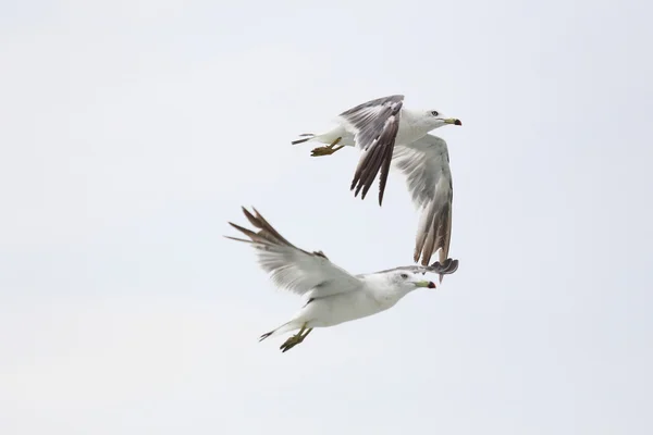 Seagull fly — Stock Photo, Image