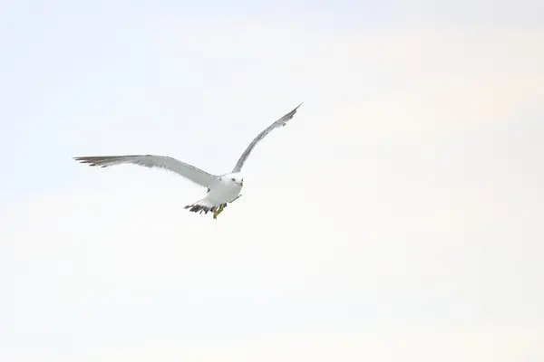 Mosca de gaviota — Foto de Stock