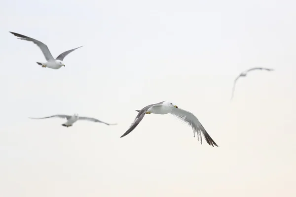 Mosca de gaviota — Foto de Stock