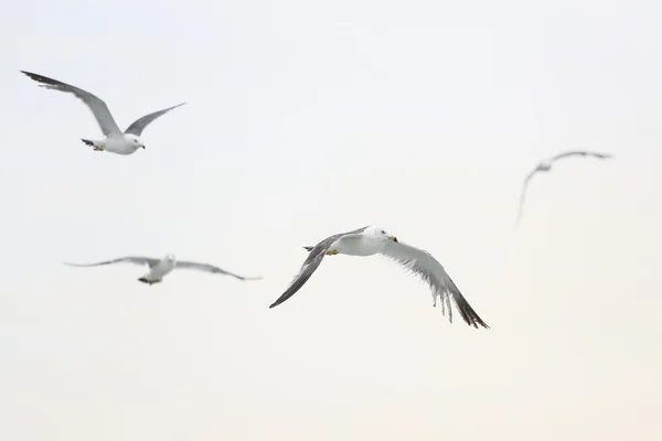 Seagull fly Royalty Free Stock Photos
