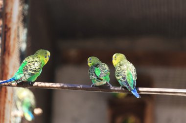 papağan Amerika papağanı