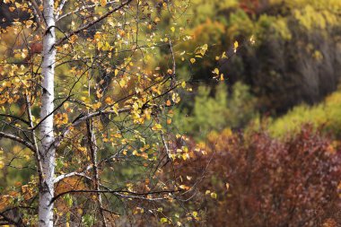 Peyzaj sonbahar Birch
