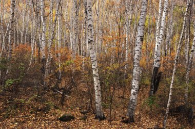 Peyzaj sonbahar Birch