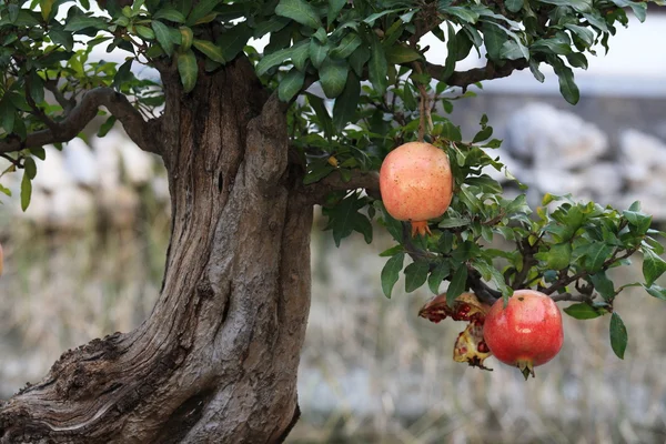 Pomegranate in the tree — Stock Photo, Image