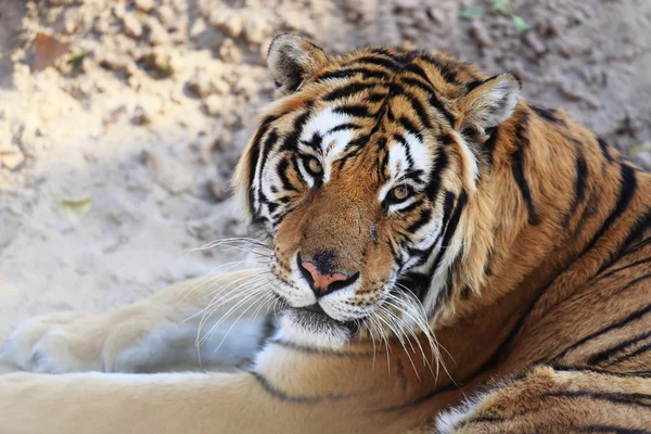 Tigre — Fotografia de Stock