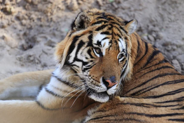 Tigre — Fotografia de Stock