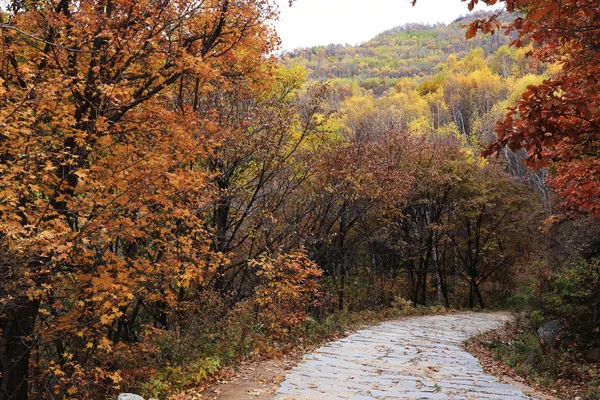 Road in Autumn — Stock Photo, Image