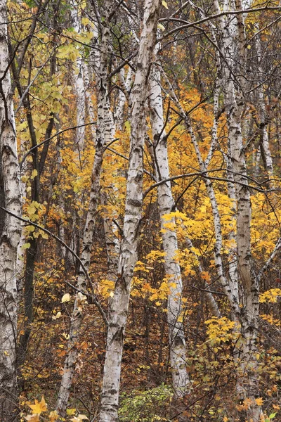 Landscape of autumn birch — Stock Photo, Image