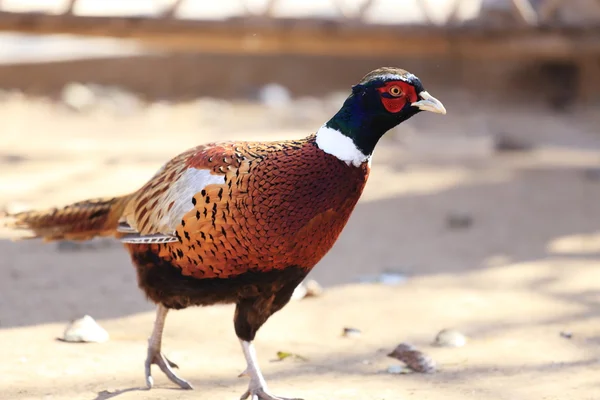 Pheasant Stock Picture