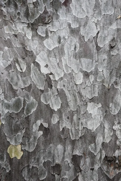 Textura de la superficie de madera Fotos de stock libres de derechos