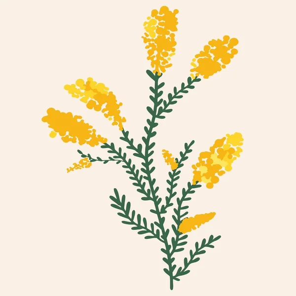 Yellow Mimosa White Background Flat Design Hand Drawn Cartoon Vector — Stock Vector