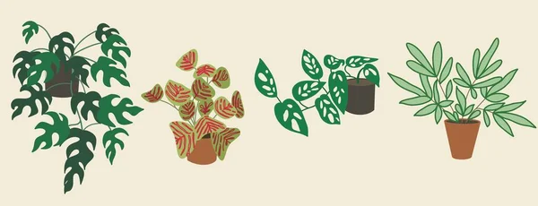 一套室内植物 Kislitsa Monstera Houseplant 所有元素都是孤立的 平面设计 矢量插图 印刷用纸 织物模板 — 图库矢量图片