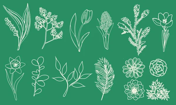 Set Plants Flowers Succulents Hand Drawn Line White Outline Green Illustrations De Stock Libres De Droits