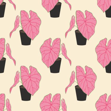 Seramik bir tencerede Caladium, pürüzsüz desenli, ev bitkisi izole. Dekor elemanı. El çizimi. Yazdır, afiş, afiş, duvar kağıdı. Logo, etiket. pembe yapraklar.