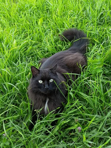 Black Fluffy Cat Stalking Grass Pet Postcard International Cat Day — Stock Photo, Image