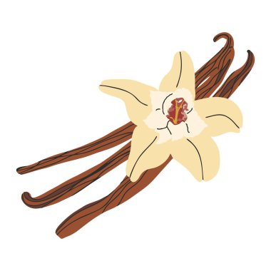 Vanilla flower with dried vanilla sticks aromatic seasoning ingredient vector illustration on white background.