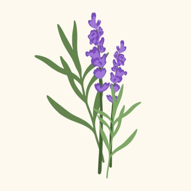 Sprig of lavender on a white background. Flat design, cartoon.