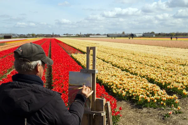 man drawing tulip flower garden