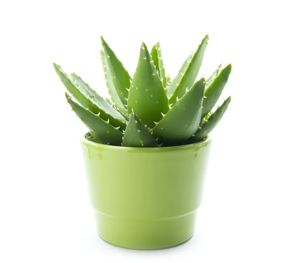 Aloe vera — Stockfoto