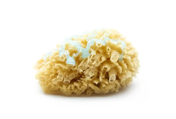 Natural sponge — Stock Photo, Image