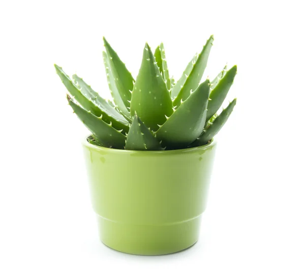 Aloe vera Stock Kép