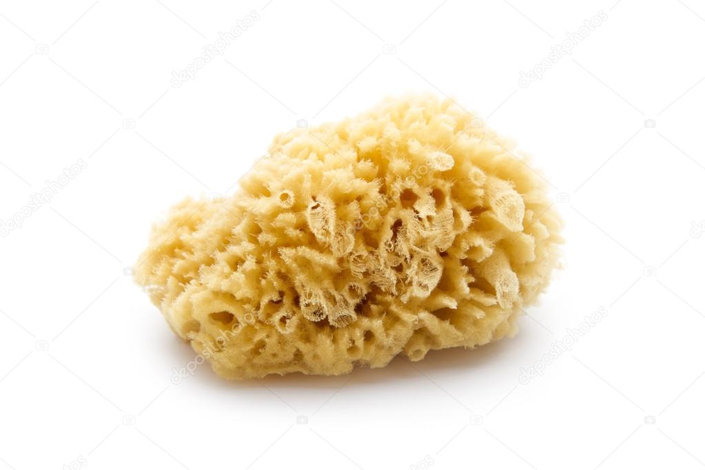 natural sponge